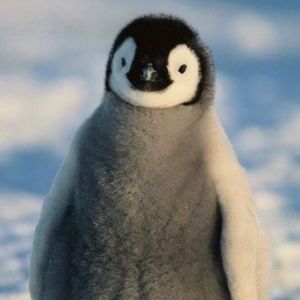 Meet your Posher, 𝒞𝒽𝒶𝓃𝓃𝑜𝓃